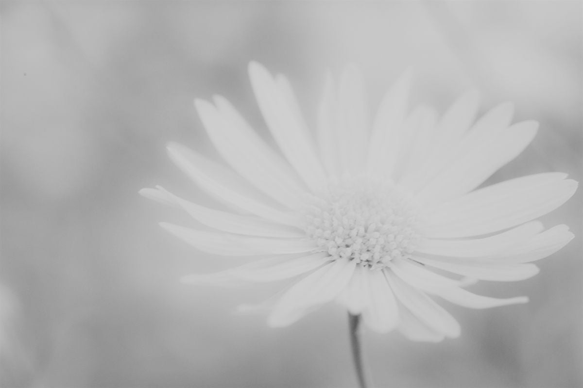 A daisy in soft focus