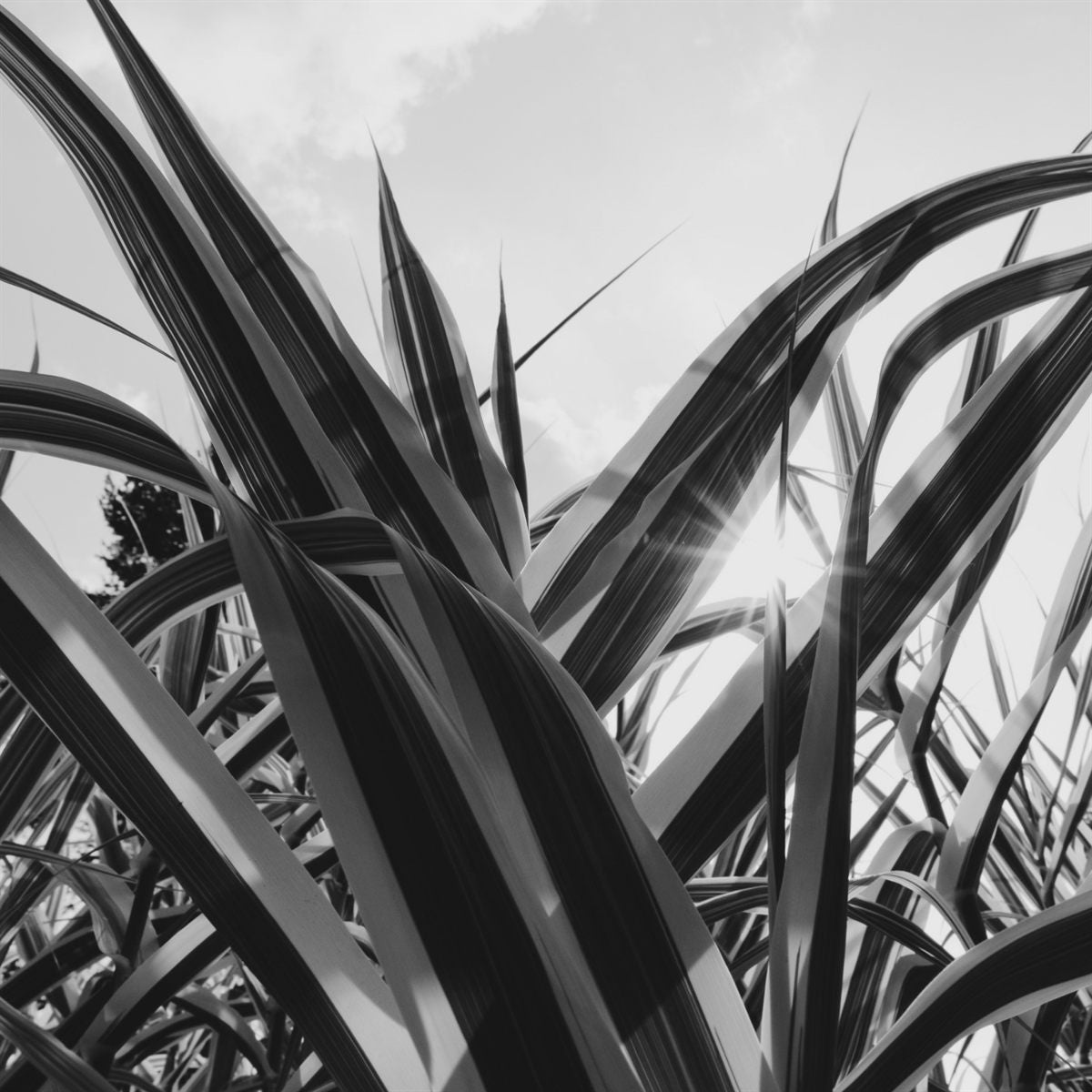 Strap leaves against the sky